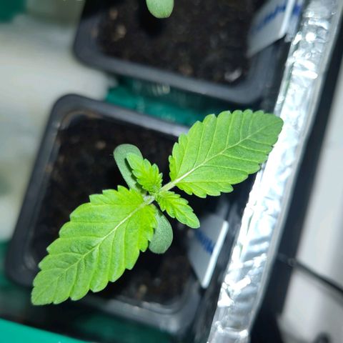 Yekaterina growlog photo: 2. Blattpaar seit heute Nacht