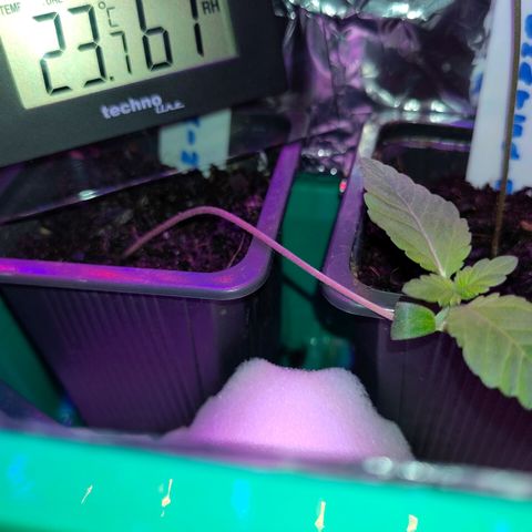 Yasemin growlog photo: Angeschlagen, aber nicht tot!
Während der Verdunkelungsphase bekommt sie eine Stütze, übersteht sie die Zeit bis zum Umzug in den Growroom bekommt sie eine permanente Stütze.