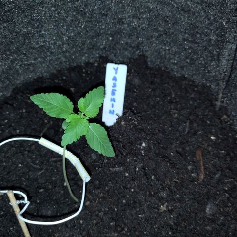 Yasemin growlog photo: Umtopfen in 15 L Finztopf außerhalb der Beleuchtungsphase inkl. Umzug.
Gute Verwurzelung.
Ringstütze zur Aufrechterhaltung.