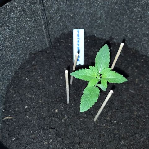 Yekaterina growlog photo: Umtopfen in 15 L Finztopf außerhalb der Beleuchtungsphase inkl. Umzug.
Gute Verwurzelung.
Passive Stützen für erwartbare stressbedingte Erschlaffungsphase.