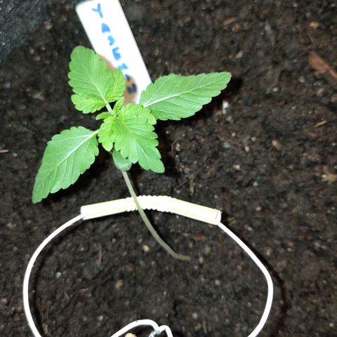Yasemin growlog photo: Erdtemperatur in 10 cm Tiefe:
19,2 °C