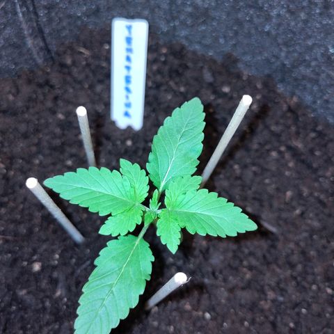 Yekaterina growlog photo: Erdtemperatur in 10 cm Tiefe: 18,9 °C