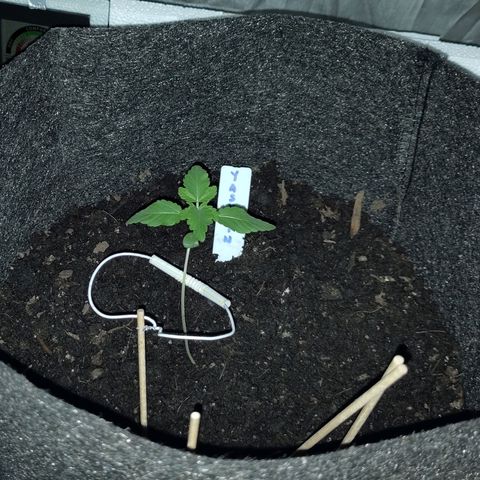 Yasemin growlog timeline photo