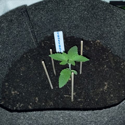 Yekaterina growlog timeline photo