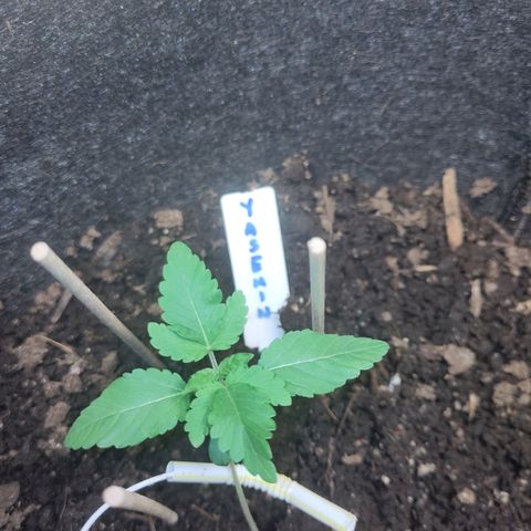 Yasemin growlog timeline photo