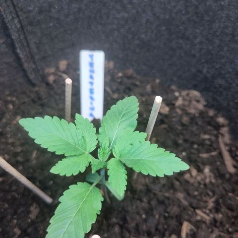 Yekaterina growlog timeline photo