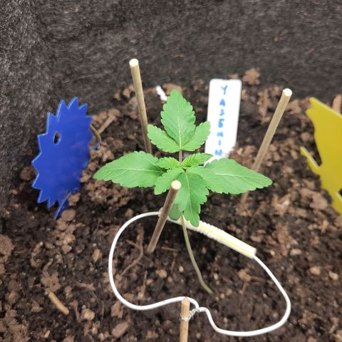 Yasemin growlog timeline photo