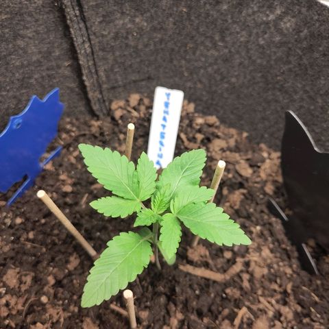 Yekaterina growlog timeline photo
