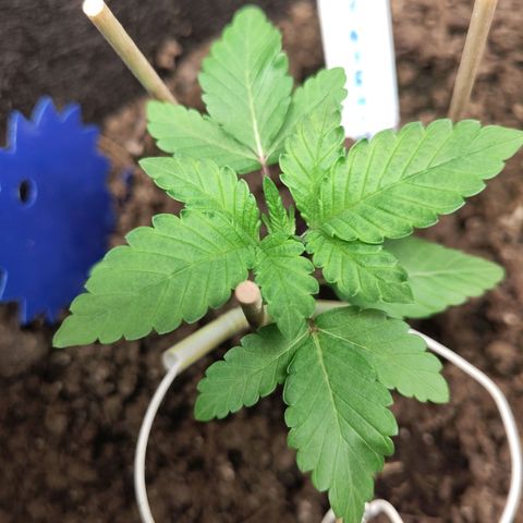 Yasemin growlog timeline photo