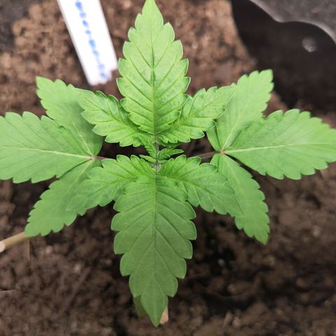 Yekaterina growlog timeline photo