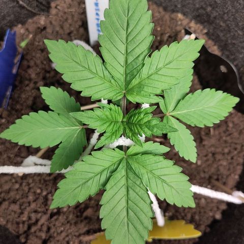 Yekaterina growlog timeline photo