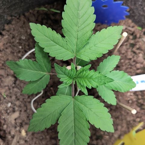Yasemin growlog timeline photo
