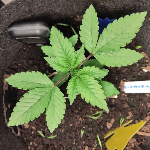 Yasemin growlog timeline photo