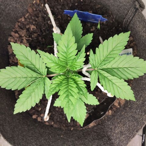 Yekaterina growlog timeline photo