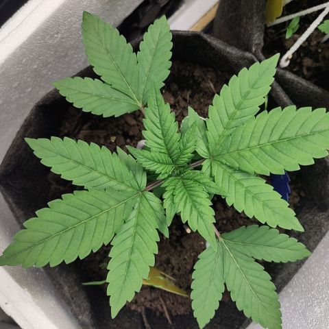 Yasemin growlog timeline photo