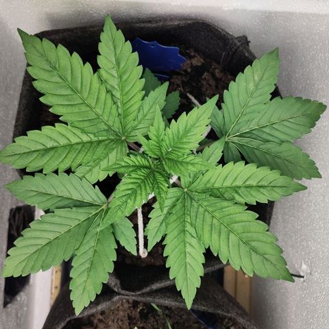 Yekaterina growlog timeline photo