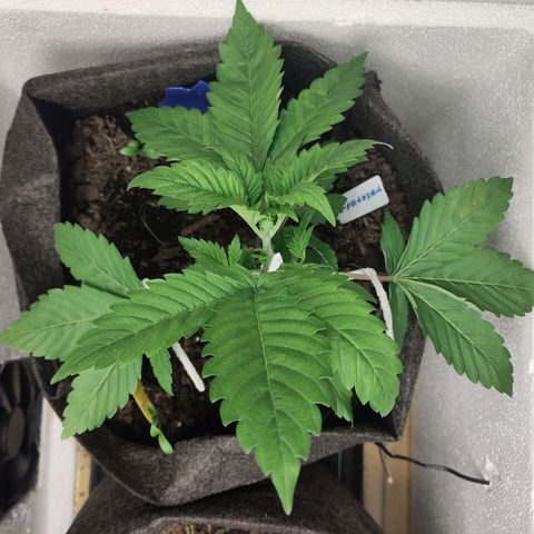 Yekaterina growlog timeline photo