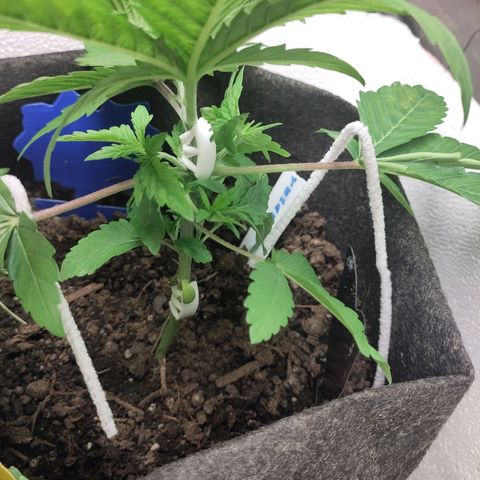 Yekaterina growlog timeline photo