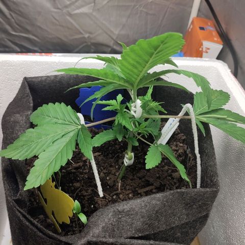Yekaterina growlog timeline photo