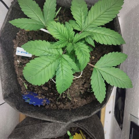 Yasemin growlog timeline photo