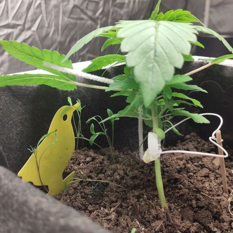 Yasemin growlog timeline photo