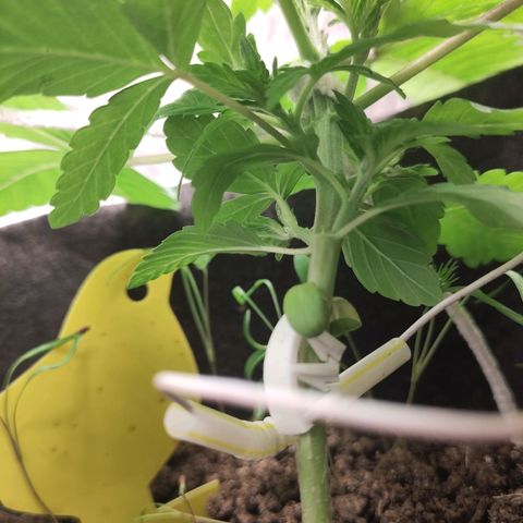 Yasemin growlog timeline photo