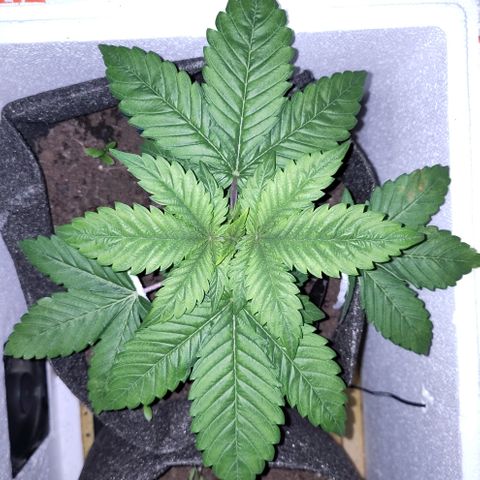 Yekaterina growlog timeline photo