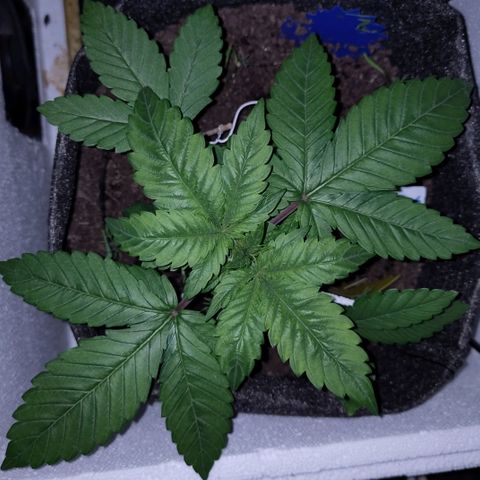 Yasemin growlog timeline photo