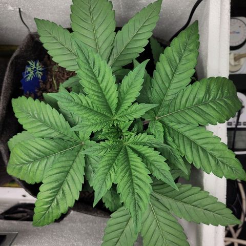 Yasemin growlog timeline photo