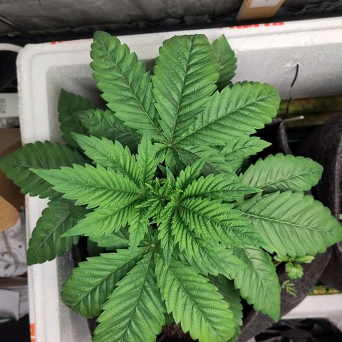 Yekaterina growlog timeline photo