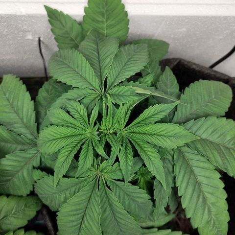 Yasemin growlog timeline photo