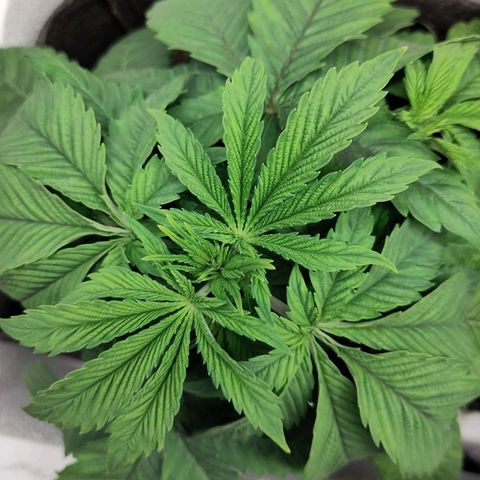 Yekaterina growlog timeline photo