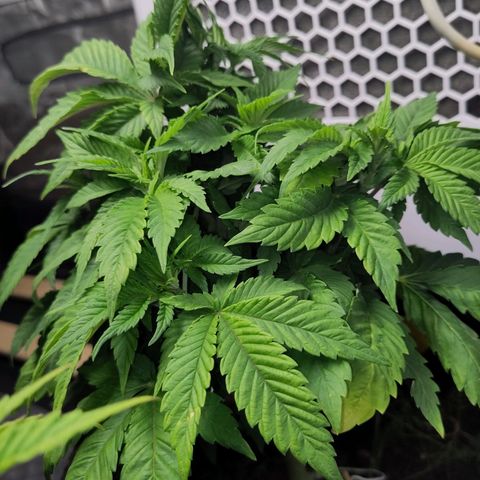 Yasemin growlog timeline photo