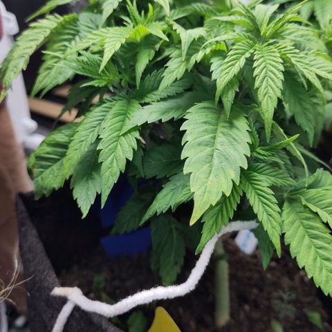 Yekaterina growlog timeline photo
