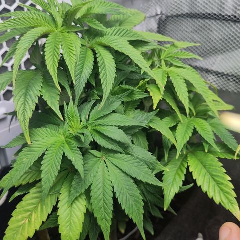 Yasemin growlog timeline photo