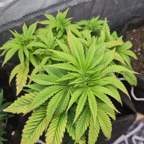 Yekaterina growlog timeline photo
