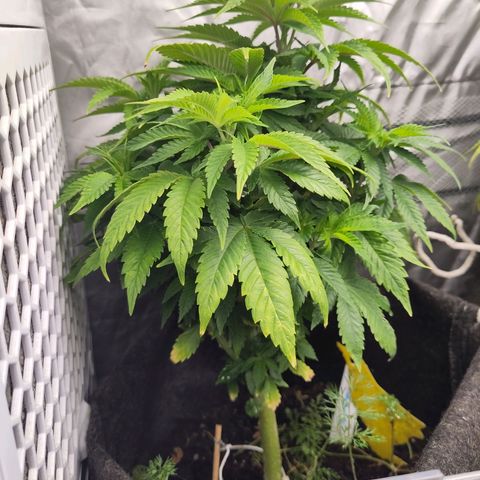 Yasemin growlog timeline photo