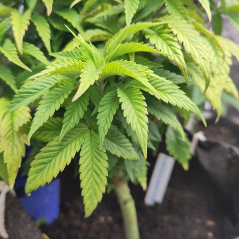 Yekaterina growlog timeline photo