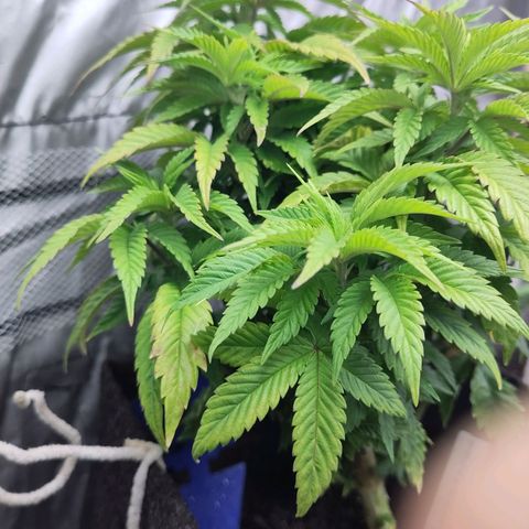 Yekaterina growlog timeline photo