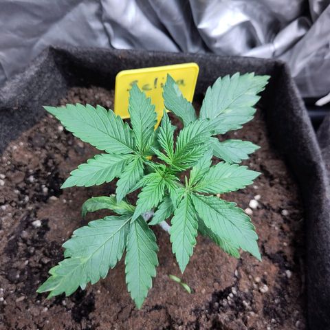 Selina growlog timeline photo