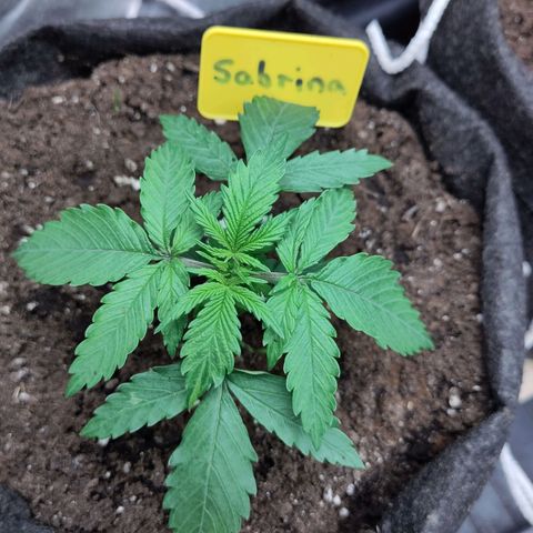 Sabrina growlog timeline photo