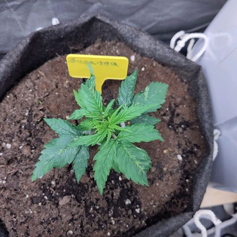 Susanna growlog timeline photo