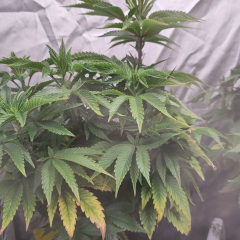 Yekaterina growlog timeline photo