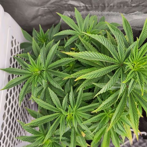 Yekaterina growlog timeline photo