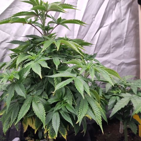 Yasemin growlog timeline photo