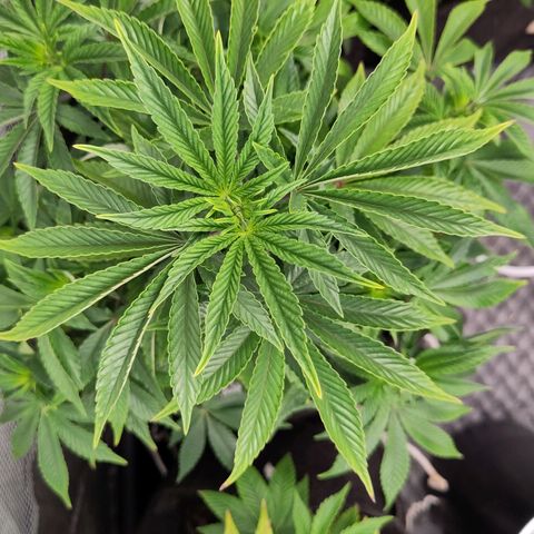 Yasemin growlog timeline photo
