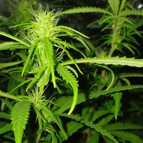Genética desconocida growlog photo: Empezó a cubrirse de pistilos y creció un poco más 
