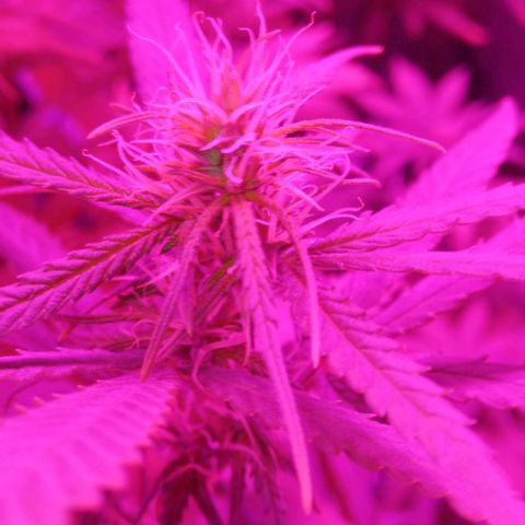 Genética desconocida growlog timeline photo