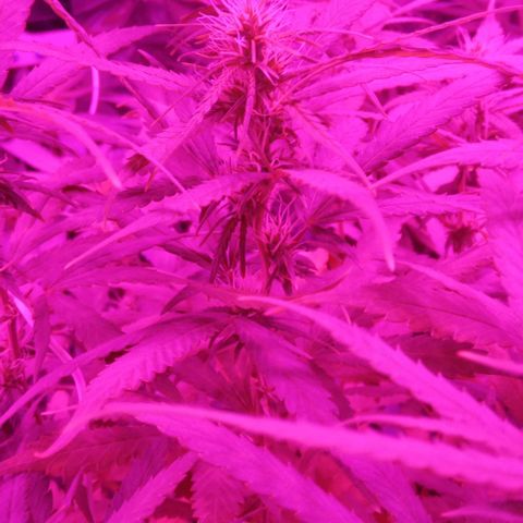 Genética desconocida growlog timeline photo