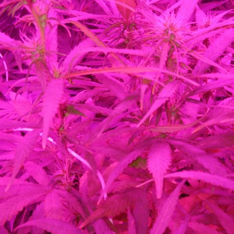 Genética desconocida growlog timeline photo